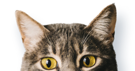 photo cats